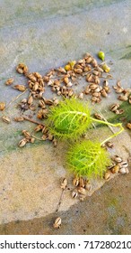 Unknown seeds