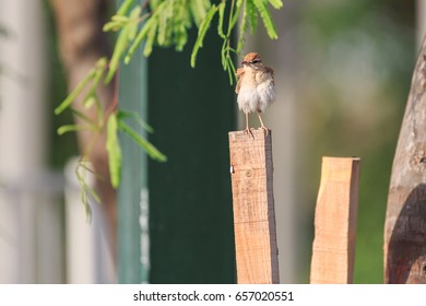 Unknown small brown bird with sparse feathers on blurred background
