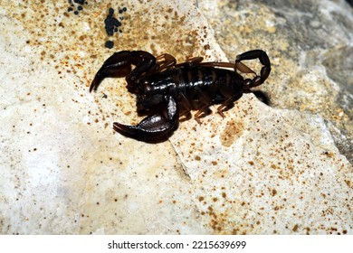 unknown species of scorpion (eusporpius) scuttles from under a rock - Shutterstock ID 2215639699