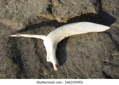 An unknown white bone lying on a rock
