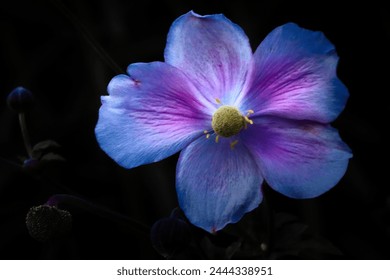 Unleash the hypnotic beauty of the Anemone flower in your designs. This captivating close-up of a purple Anemone against a black background is a stunning addition to any project. - Powered by Shutterstock