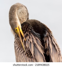 Unlike Many Water Birds, The Anhinga Does Not Have Waterproof Feathers So They Spend A Lot Of Time Drying And Preening, As Shown Here, To Keep Its Feathers In The Best Condition Possible.   