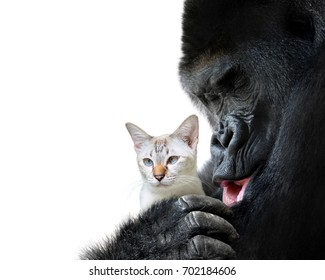 Unlikely Animal Friends Moment, A Loving Hug Between A Big Gorilla And A Small Cat