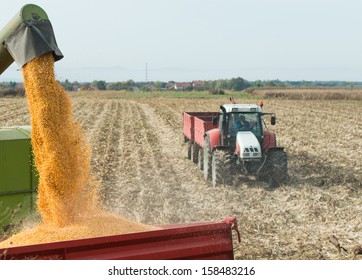 Unloading A Bumper Crop Of Corn After Harvest