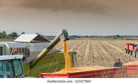 Unloading A Bumper Crop Of Corn After Harvest