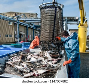 Unloading Fish:  Fresh Caught Halibut Drop From The Bottom Of A Transport Basket After Being Hoisted By Crane From A Fishing Boat At A Dock In Alaska.
