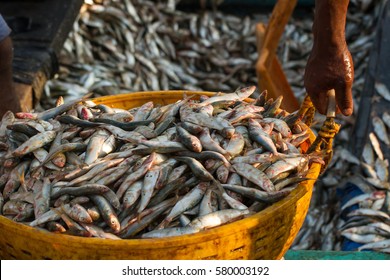 Unloading of the fishing ship. Fish in a plastic basket.