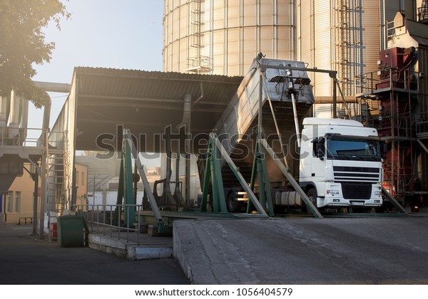 Unloading grain truck at elevator on elevating\
hydraulic platform unloader. Grain crops transshipment at big sea\
terminal at seaport.