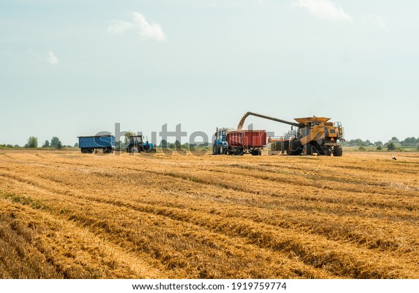 Unloading grains into truck by unloading auger.\
Combine harvesters cuts and threshes ripe wheat grain. Wheat\
harvesting on field in summer season. Process of gathering crop by\
agricultural\
machinery