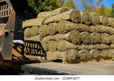 Unloads Green Grass Turf Rolls And Rolls On Pallets For Landscaping Purposes On Construction Site Using Boom Forklift Truck