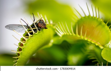 a unlucky common house fly being eaten by a hungry venus fly trap plant - Shutterstock ID 1783009814