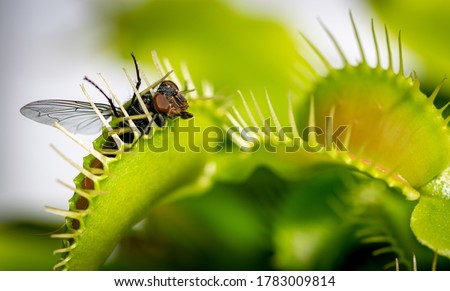 a unlucky common house fly being eaten by a hungry venus fly trap plant