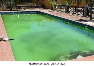 
Unmaintained swimming pool with green algae growth, the most common type of algae found in pools