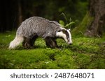 An unmistakable animal, the badger is large and grey, with a short, fluffy tail, black belly and paws, and a black-and-white striped face.  Badgers can eat several hundred earthworms a night!