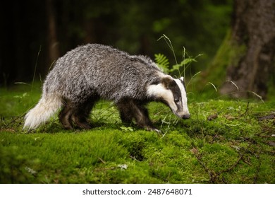 An unmistakable animal, the badger is large and grey, with a short, fluffy tail, black belly and paws, and a black-and-white striped face.  Badgers can eat several hundred earthworms a night!