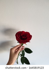  A red rose is an unmistakable expression of love. 