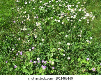 Grass Unmown Images Stock Photos Vectors Shutterstock