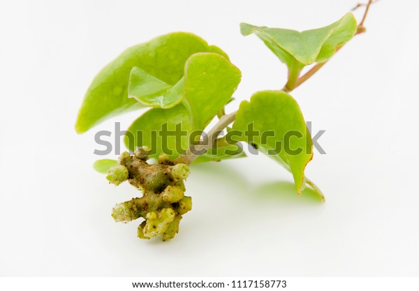 Unnanhyakuyaku Madeira Vine Okawakame Akazakazura Propagule Stock Photo ...