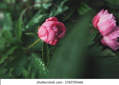 an unopened Bud of a pink wet peony in water drops on a green stalk in the garden. growing flowers, taking care of plants, selective focus