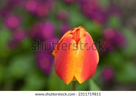 An unopened bud of a young tulip. Horticulture and floriculture. High resolution photo. Selective focus. Shallow depth of field.