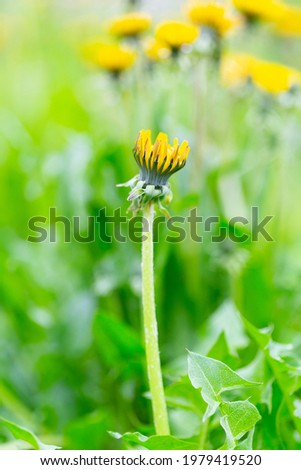 Similar – Image, Stock Photo Closed dandelion flower after rain