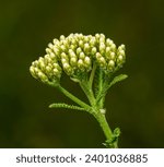 unopened inflorescence of common yarrow (Achillea millefolium) aka old man