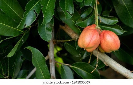 Unopened Jamaican ackee fruit hanging from a tree