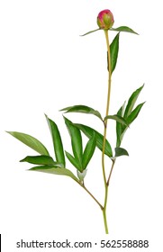 Unopened Peony Bud Isolated On White Background