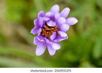 Unopened Purple Aster Bloom In Meadow Of Mount Rainier National Park - Powered by Shutterstock