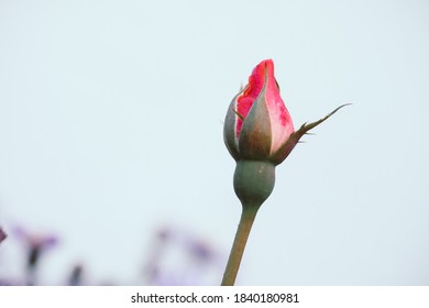 Unopened rosebud Images, Stock Photos & Vectors | Shutterstock