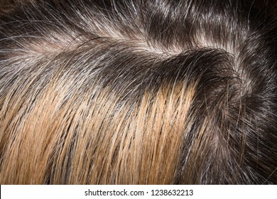 Blonde Hair With Dark Roots Hd Stock Images Shutterstock