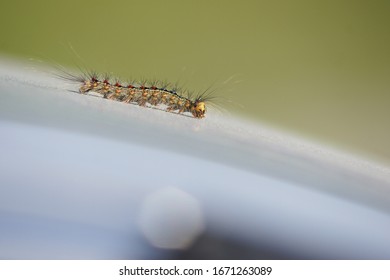 Unpaired Silkworm Caterpillar Crawling On An Inclined Surface