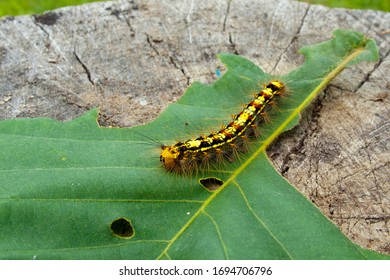 Unpaired Silkworm Is A Dangerous Pest That Destroys Green Spaces.