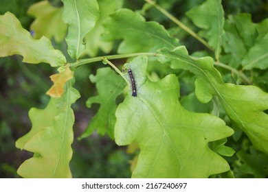 An Unpaired Silkworm Eats Oak Leaves On A Summer Day