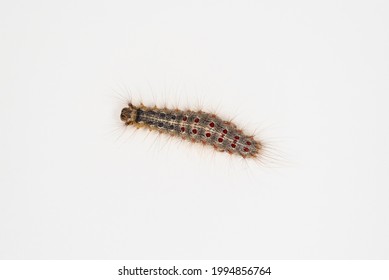 The Unpaired Silkworm (Lymantria Dispar L.) Is A Pest Caterpillar.