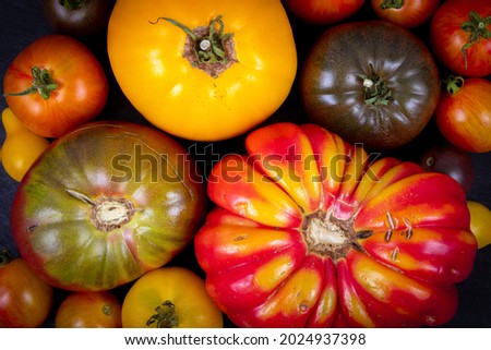 unperfect various tomato heirloom and ancestral cultivar crop multi colored variety harvest
