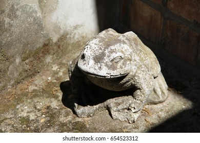 Unperturbed toad