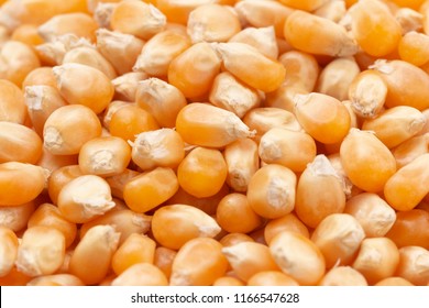 Unpopped Popcorn Kernals