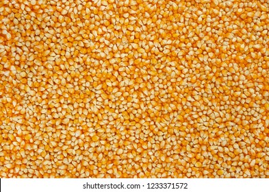 Unpopped popcorn, surface and background. A type of corn that expands from the kernel and puffs up when heated. Yellow seeds. Edible, raw, organic and vegan. Macro food photo, closeup, from above.