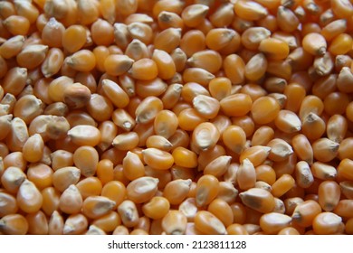 Unpopped popcorn, surface and background. A type of corn that expands from the kernel and swells when heated. Yellow seeds. Edible, raw, organic and vegan. View from above.