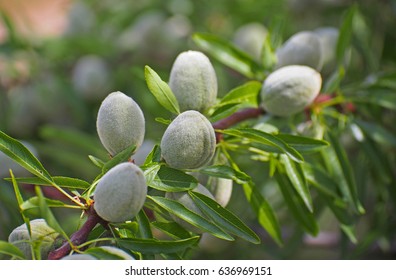 Unrape almond on a tree in Spanish forest. Prunus dulcis.