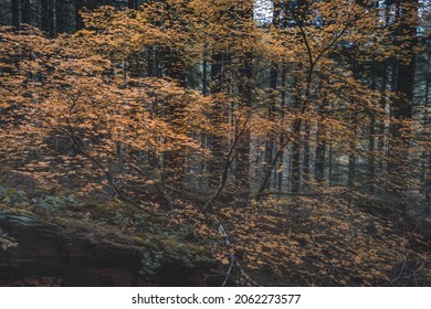 Unreal beautiful autumn tree with golden leaves in the forest. Autumn season background concept