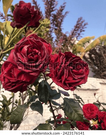 Unrealistic Velvet Red Roses and Shiny Bottle Green Leaves