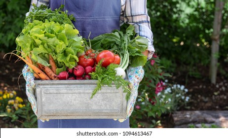 Unrecognisable Female Farmer Holding Crate Full Of Freshly Harvested Vegetables In Her Garden. Homegrown Bio Produce Concept. Sustainable Living.