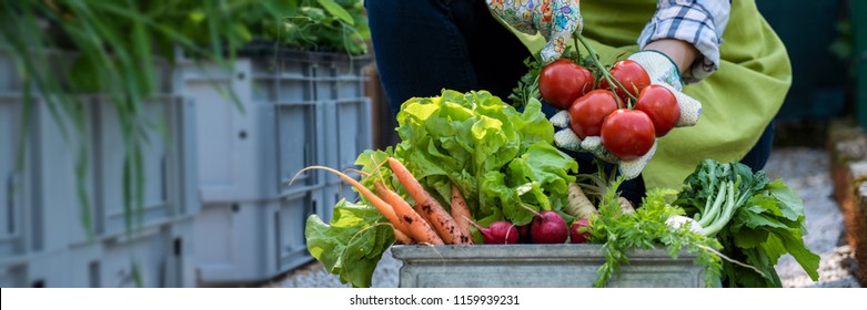 Unrecognisable female farmer holding crate full of freshly picked vegetables in her garden. Homegrown bio produce concept. Sustainable farm concept banner.