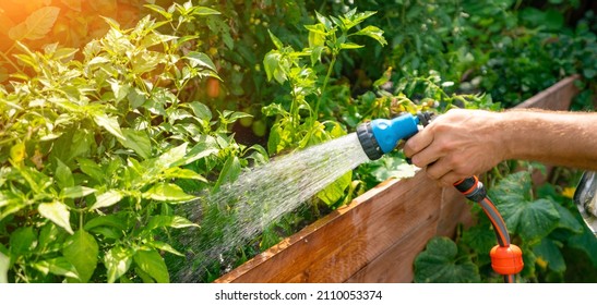 Unrecognisable man watering flower bed using watering can. Gardening hobby concept. Flower garden image with lens flare. - Powered by Shutterstock