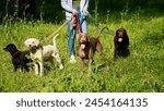 An unrecognisable person walking large group of dogs on a leash in the park.                               