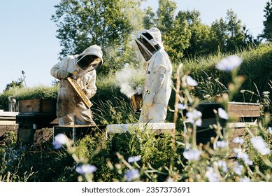 Unrecognizable beekeepers in protective uniforms checking on frames with honeycomb and calming bees with smoker while working together in apiary