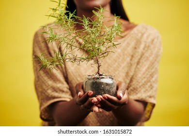 Unrecognizable Black Woman Holding Plant In Glass Pot, Horizontal Studio Shot, Yellow Background