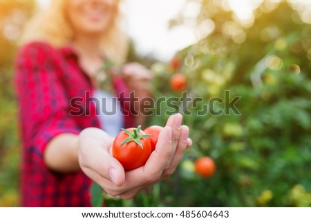 Similar – Image, Stock Photo Picking ripe tomatoes by hand in basket.